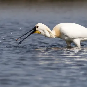 Spoonbill -Platalea leucorodia- foraging, Texel, The Netherlands Spoonbill -Platalea leucorodia- foraging, Texel, The Netherlands