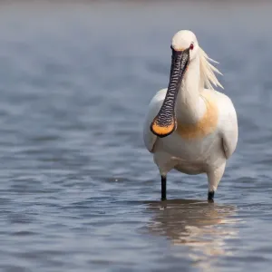 Spoonbill -Platalea leucorodia- standing in water, Texel, The Netherlands Spoonbill -Platalea leucorodia- standing in water, Texel, The Netherlands