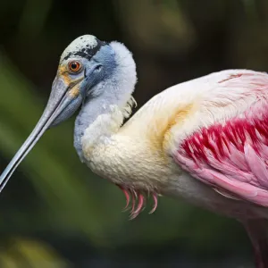 Spoonbill profile