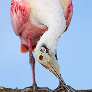Beautiful Bird Species Photographic Print Collection: Flamboyant Spoonbill Birds