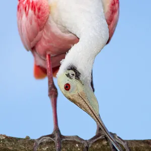 Spoonbill showoff