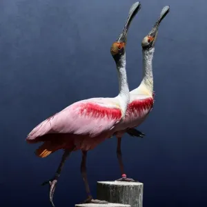 Two Spoonbills Posing Together on Wood Posts Two Spoonbills Posing Together on Wood Posts