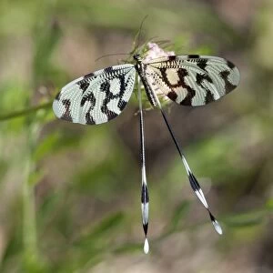 Spoonwing -Nemoptera sinuata-, Lake Kerkini region, Greece, Europe