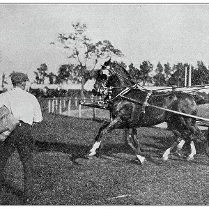 Sport and pastimes in 1897: Horse event