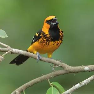 Spot-breasted Oriole