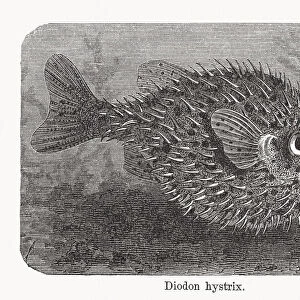 Spot-fin porcupinefish (Diodon hystrix), wood engraving, published in 1893