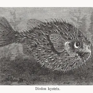 Spot-fin porcupinefish Print, 1893 wood engraving Spot-fin porcupinefish Print, 1893 wood engraving