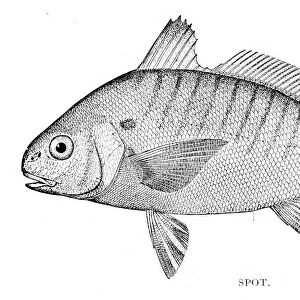 Spot fish engraving 1898