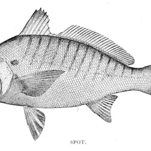 Spot Fish Engraving Print 1898 Spot Fish Engraving Print 1898