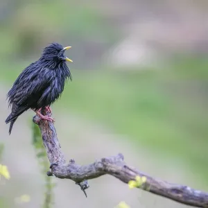 Spotless Starling -Sturnus unicolor-, Extremadura, Spain Spotless Starling -Sturnus unicolor-, Extremadura, Spain