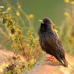 Spotless Starling -Sturnus unicolor-, perched on roof tile