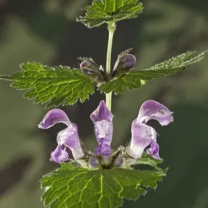 Lamium maculatum Print
