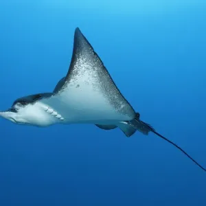 Spotted Eagle Ray Print - Embudu, Maldives Spotted Eagle Ray Print - Embudu, Maldives