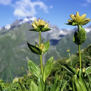 Spotted Gentian (Gentiana punctata), Pitztal, Tyrol, Austria, Europe Spotted Gentian (Gentiana punctata), Pitztal, Tyrol, Austria, Europe