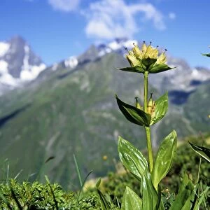 Spotted Gentian (Gentiana punctata), Pitztal, Tyrol, Austria, Europe