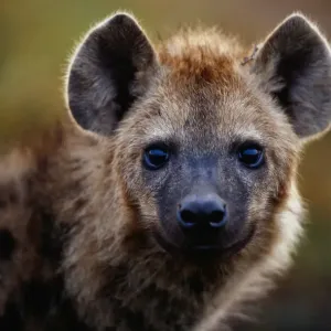 Spotted Hyena Close-Up Print, Kenya