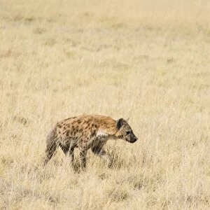Spotted Hyena -Crocuta crocuta- walking through dry grass, Etosha National Park, Namibia