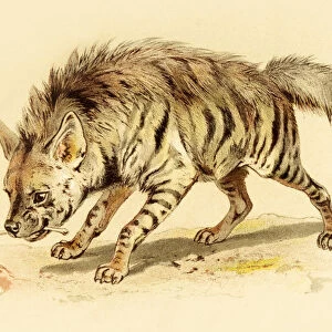 Spotted hyena illustration 1888