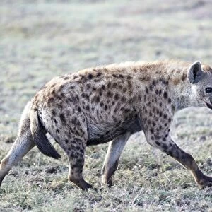 Spotted Hyena or Laughing Hyena -Crocuta crocuta-, Serengeti, Tanzania, Africa