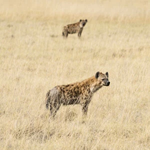 Spotted Hyenas -Crocuta crocuta- in the dry grass, Etosha National Park, Namibia