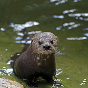 Spotted-necked Otter -Lutra maculicollis-, adult in the water, Eastern Cape, South Africa