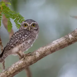 Spotted Owlet Print - A Perched Bird at Sunset, Thailand Spotted Owlet Print - A Perched Bird at Sunset, Thailand