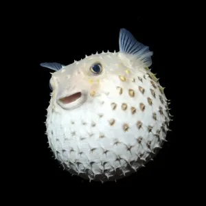 Spotted Porcupinefish Print - Diodon hystrix, Red Sea, Egypt Spotted Porcupinefish Print - Diodon hystrix, Red Sea, Egypt