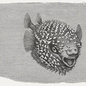 Spotted Porcupinefish (Diodon hystrix), wood engraving, published in 1884