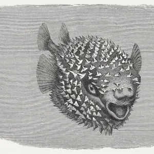 Spotted Porcupinefish Print, 1884 wood engraving Spotted Porcupinefish Print, 1884 wood engraving