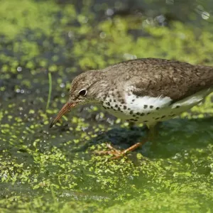 Spotted Sandpiper Summer Pond Print