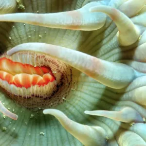 Spotted Swimming Anemone -Stomphia coccinea-, White Sea, Karelia, Arctic, Russia