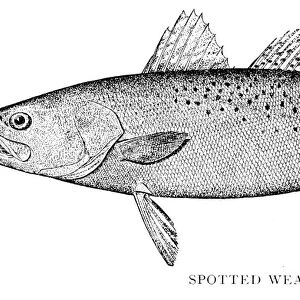 Spotted weak fish engraving 1898