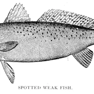 Spotted weak fish engraving 1898 Spotted weak fish engraving 1898