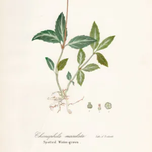 Spotted wintergreen botanical engraving 1843