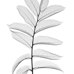 Sprig of rowan leaves, X-ray