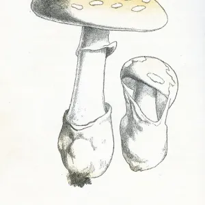 Spring Amanita Mushroom Engraving Print Spring Amanita Mushroom Engraving Print