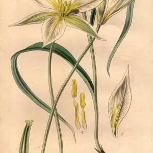 Spring Bulb Spring Bulb