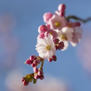 Spring cherry, Higan cherry or Rosebud cherry -Prunus subhirtella-, cherry blossoms, Leverkusen, North Rhine-Westphalia, Germany Spring cherry, Higan cherry or Rosebud cherry -Prunus subhirtella-, cherry blossoms, Leverkusen, North Rhine-Westphalia, Germany