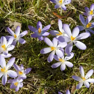 Spring Crocus -Crocus vernus-, Bavaria, Germany Spring Crocus -Crocus vernus-, Bavaria, Germany