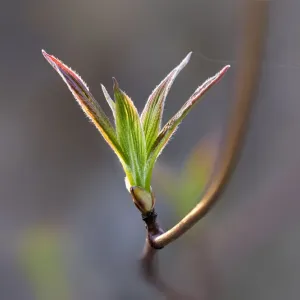 Fuchsienblätter Fuchsienblätter