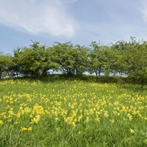 Spring field with Cowslip flowers -Primula veris-, Thuringia, Germany