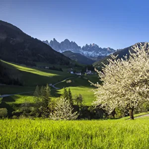 Spring flowering trees Funes Valley Italy