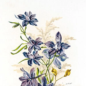 Spring flowers composition 19 century illustration