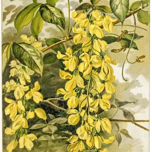 Spring flowers composition 19 century illustration Spring flowers composition 19 century illustration