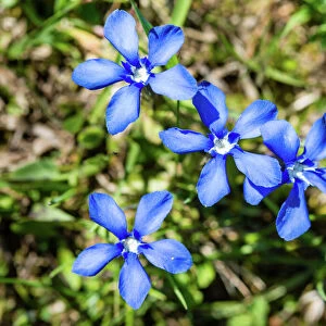 Spring Gentian -Gentiana verna-, flowers