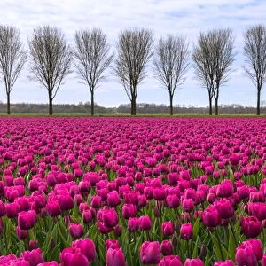 Spring landscape with tulips