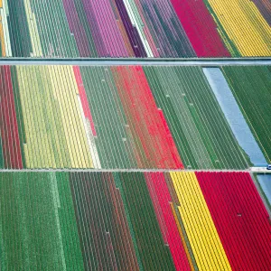 Spring in the Netherlands; aerial view of tulip fields