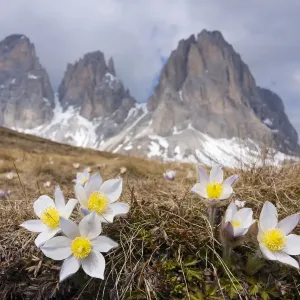 Spring Pasque flowers -Pulsatilla vernalis, Anemone vernalis- on the Plan da Cuzin below the peak of Langkofel or Sassolungo, Dolomites, Italy, Europe Spring Pasque flowers -Pulsatilla vernalis, Anemone vernalis- on the Plan da Cuzin below the peak of Langkofel or Sassolungo, Dolomites, Italy, Europe