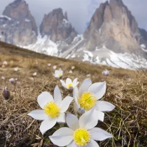 Spring Pasque flowers -Pulsatilla vernalis, Anemone vernalis- on the Plan da Cuzin below the peak of Langkofel or Sassolungo, Dolomites, Italy, Europe Spring Pasque flowers -Pulsatilla vernalis, Anemone vernalis- on the Plan da Cuzin below the peak of Langkofel or Sassolungo, Dolomites, Italy, Europe