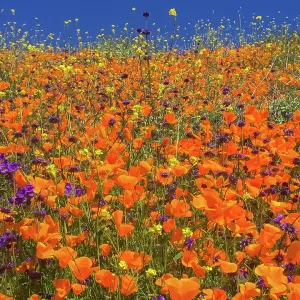 Spring Poppies Bloom Spring Poppies Bloom